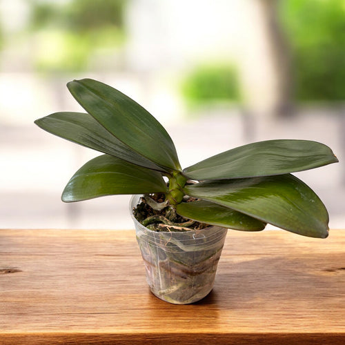 Phalaenopsis Narancs Pound Cake