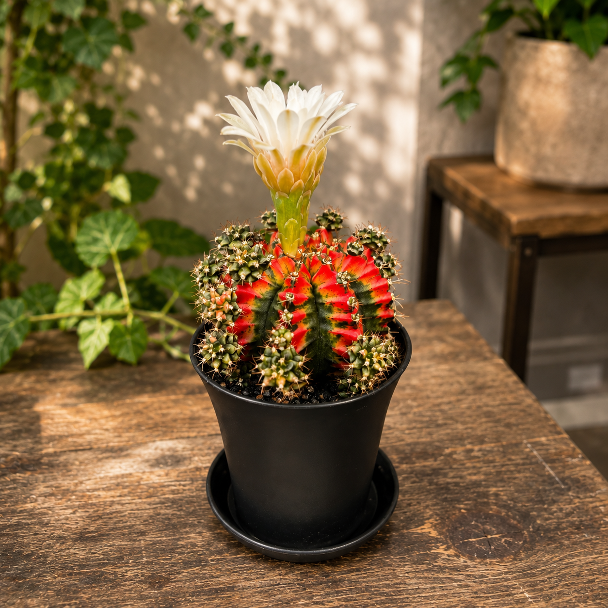 Gymnocalycium mihanovichii „Multicolor“ – Sammlerkaktus