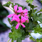 Pelargonium (Peltatum csoport) 'Balkon Lila' - rózsaszín-lila tiroli futó muskátli