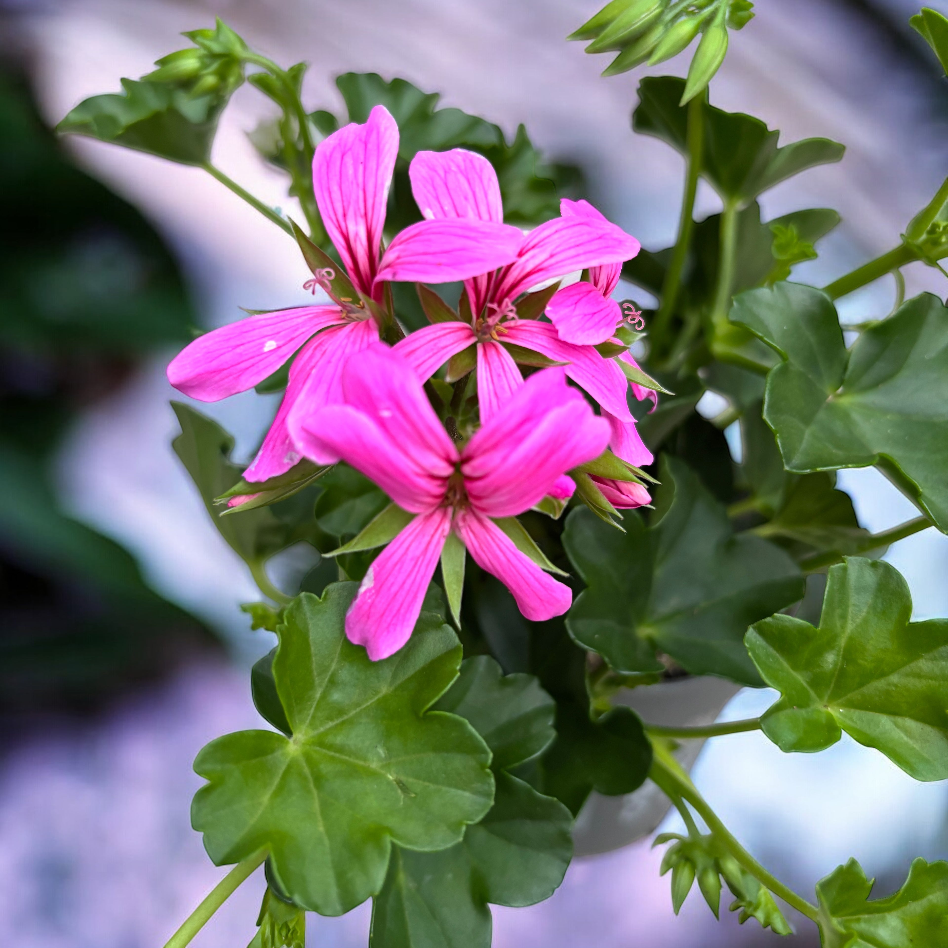 Pelargonium (Peltatum Grp) 'Balkon Lila' - muscate curgatoare tiroleze roz- lila