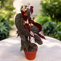 Begonia sp. Black Bloodie - exemplare XL