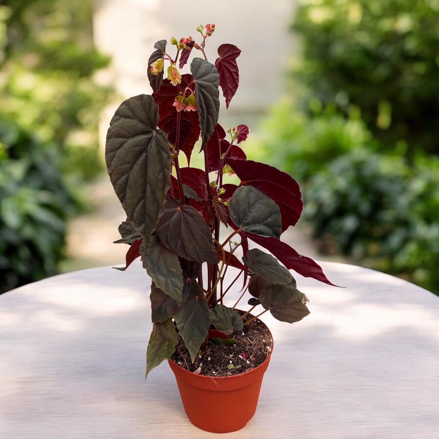 Begonia sp. Black Bloodie - exemplare XL