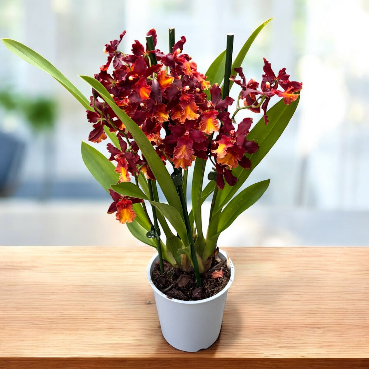 Wilsonara Aloha Sparks 'Ruby Eyes'