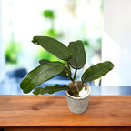 Hoya globulosa - planta de colectie cu inflorire spectaculoasa