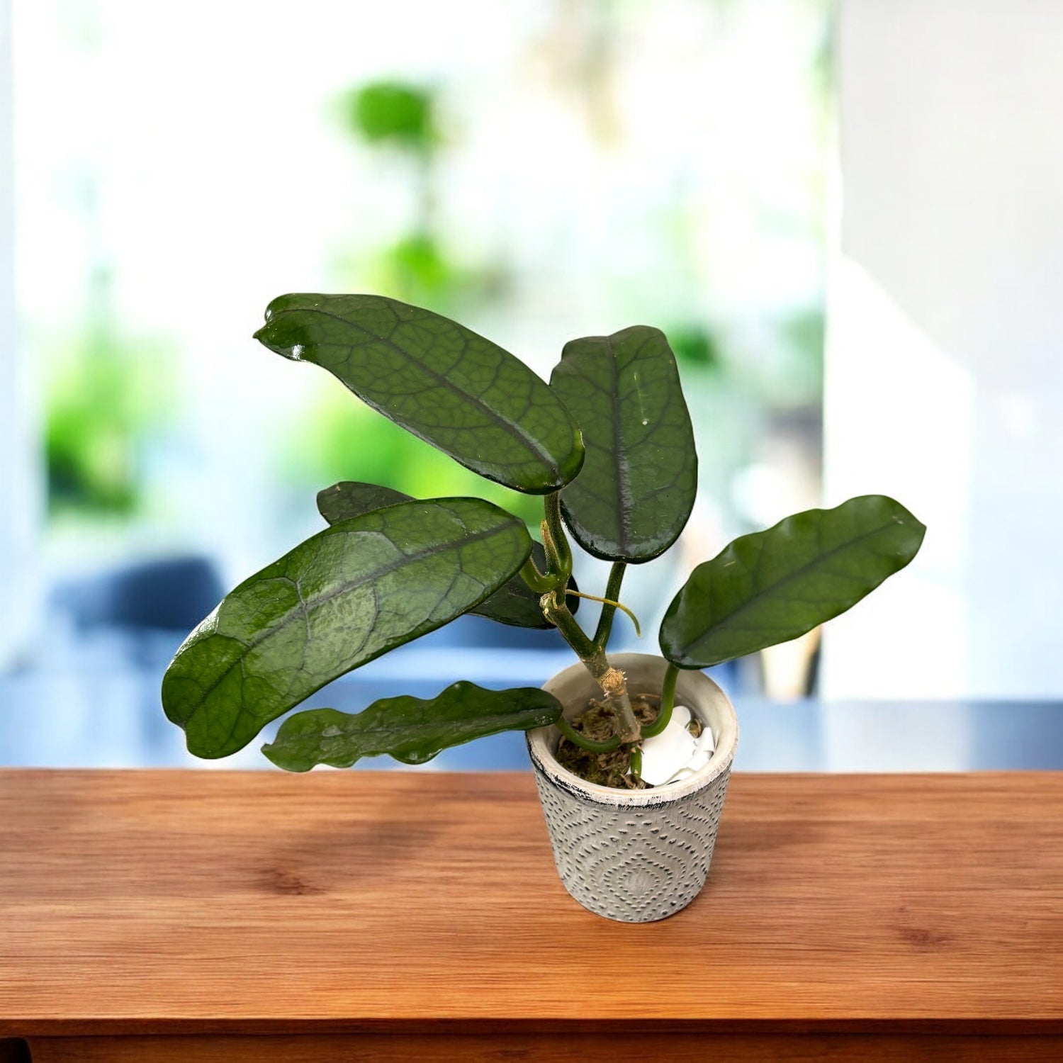 Hoya globulosa - planta de colectie cu inflorire spectaculoasa