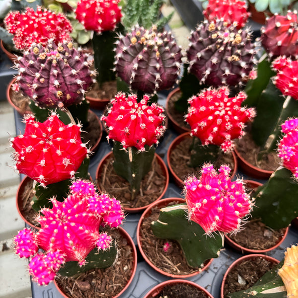 Gymnocalycium mini - Bunte veredelte Kakteen