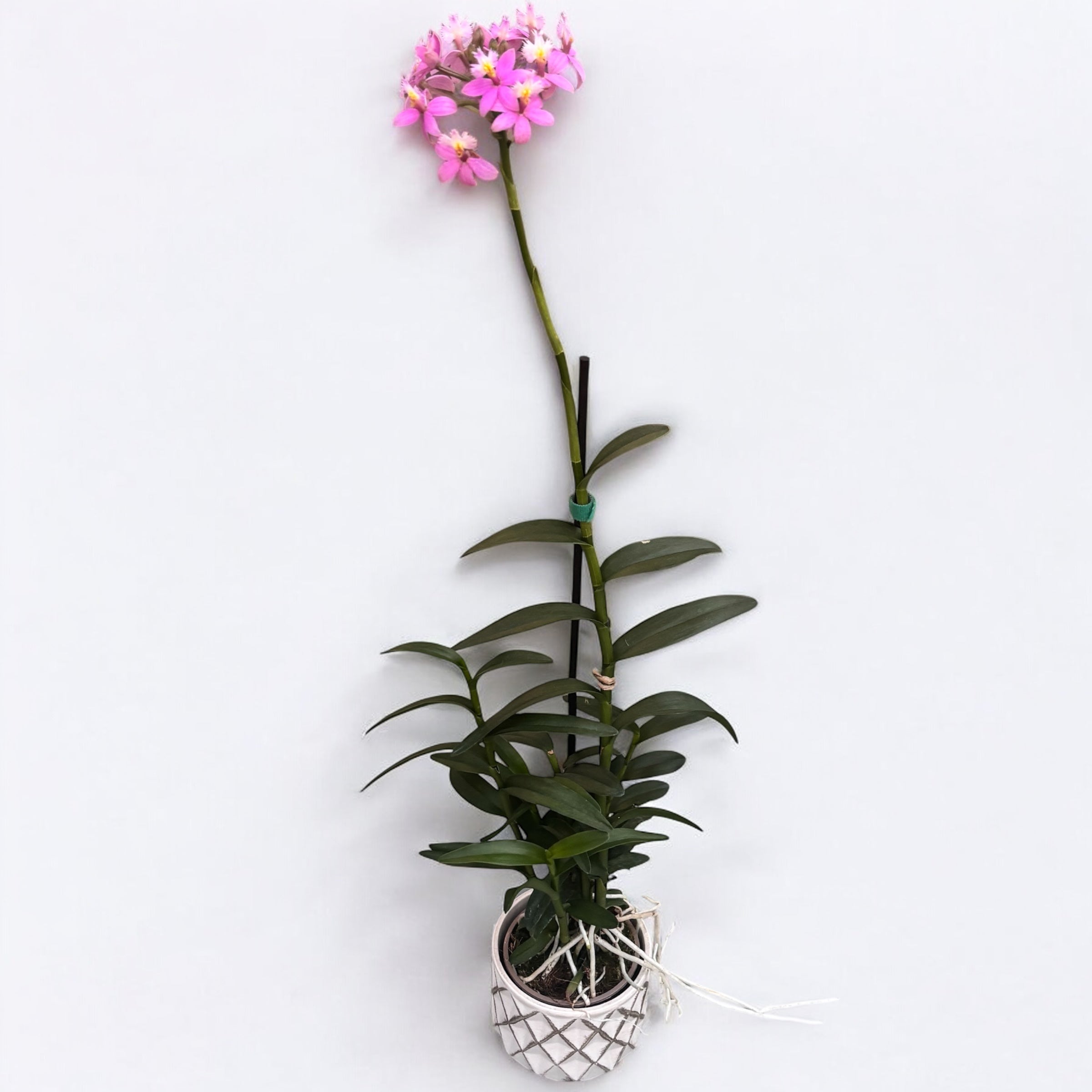 Epidendrum radicans 'Mörkrosa'