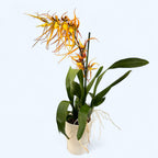 Brassia Orange Delight *duftend