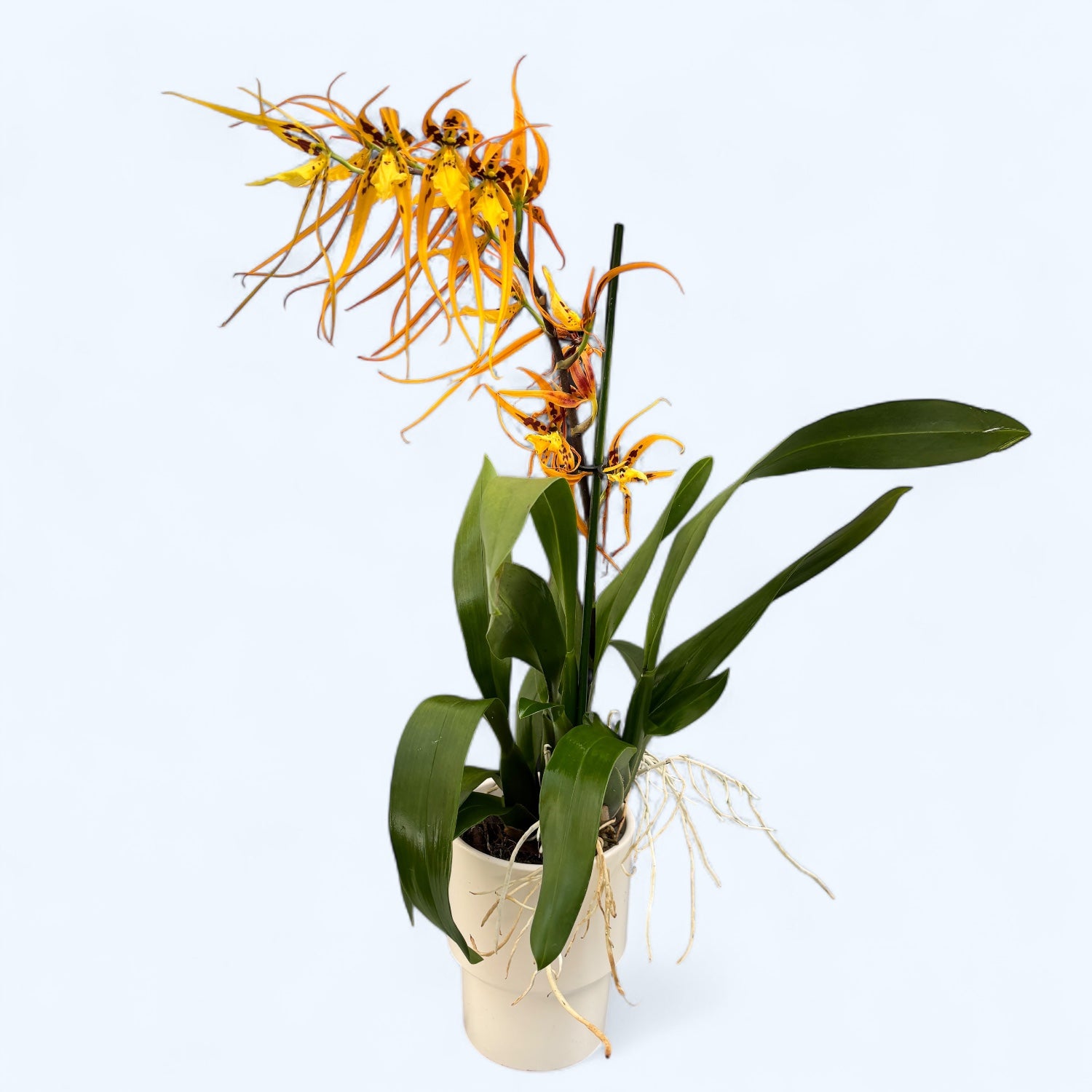 Brassia Orange Delight *fragrant