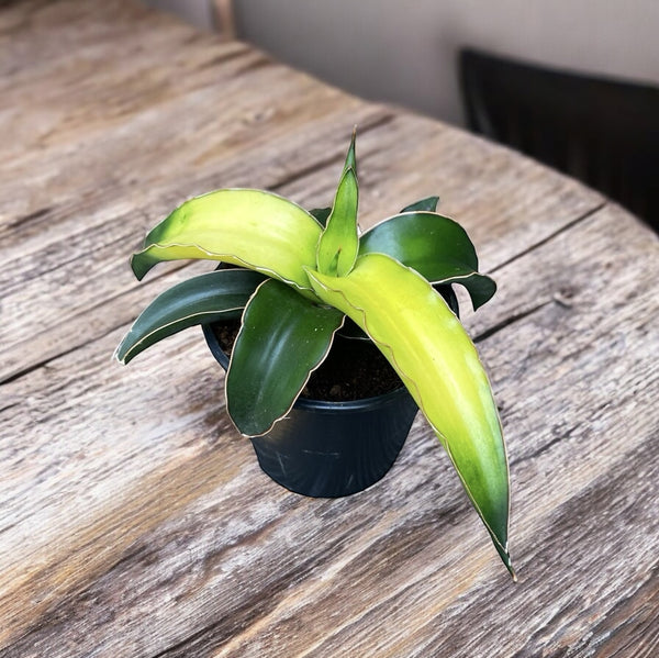 Sansevieria 'Star Canary'