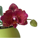 Phalaenopsis I-Hsin Cherry Bomb '228' (peloric - butterfly)