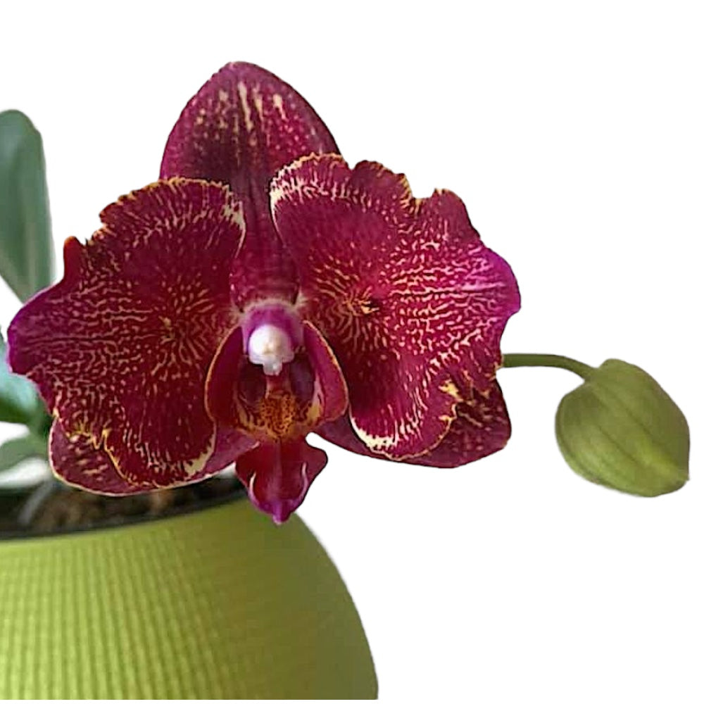 Phalaenopsis I-Hsin Cherry Bomb '228' (peloryczna - motyl)