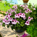 Muscate antitantari  - Pelargonium 'Angel Daisy’