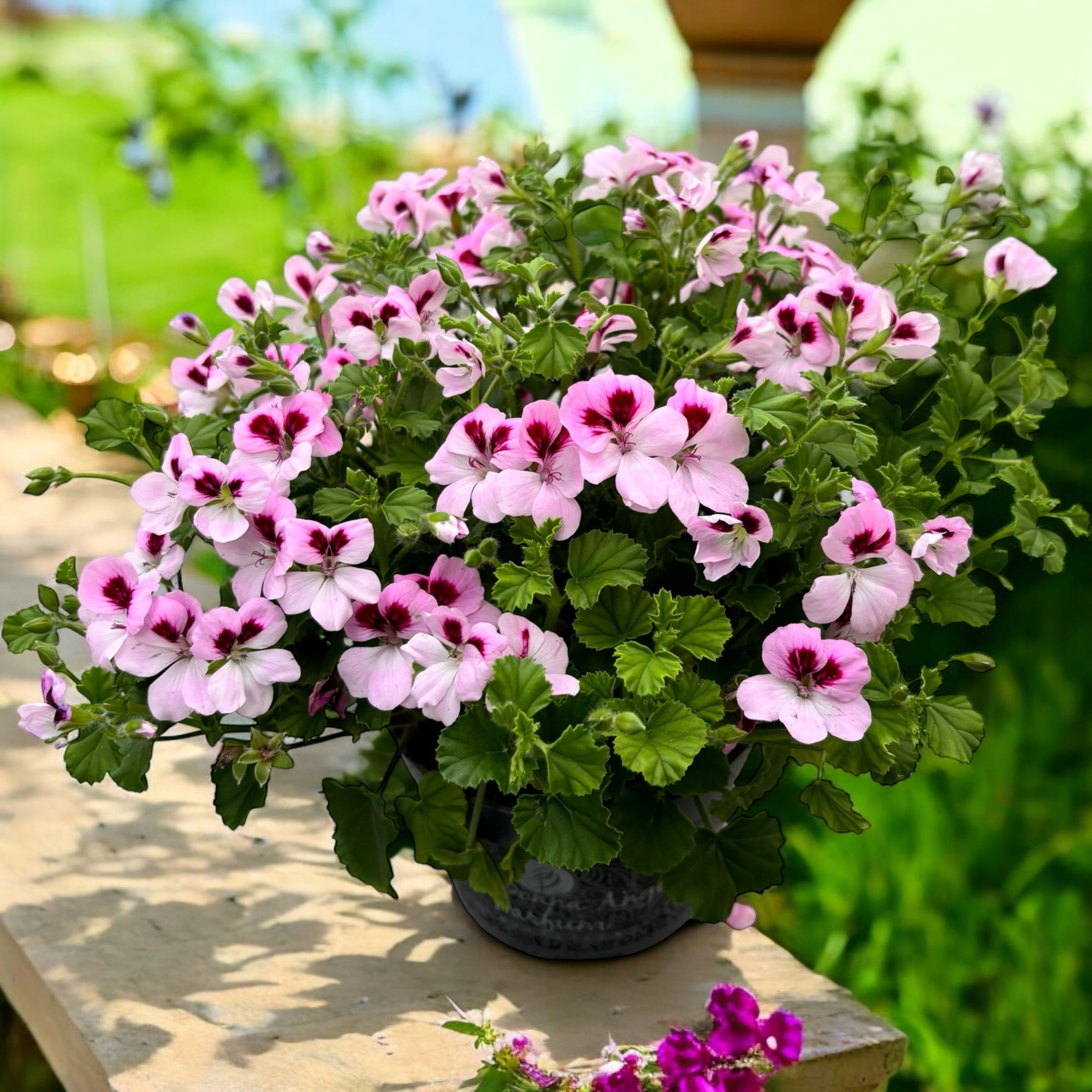 Muscate antitantari  - Pelargonium 'Angel Daisy’