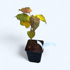 Kiwi - Actinidia kolomikta Dr. Szymanowski - öntermékeny, látványos lomb a kifejlett állapotban