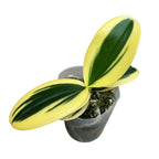 Phalaenopsis Sogo Vivien 'SOGO F858' (variegata & peloric) - strong variegation