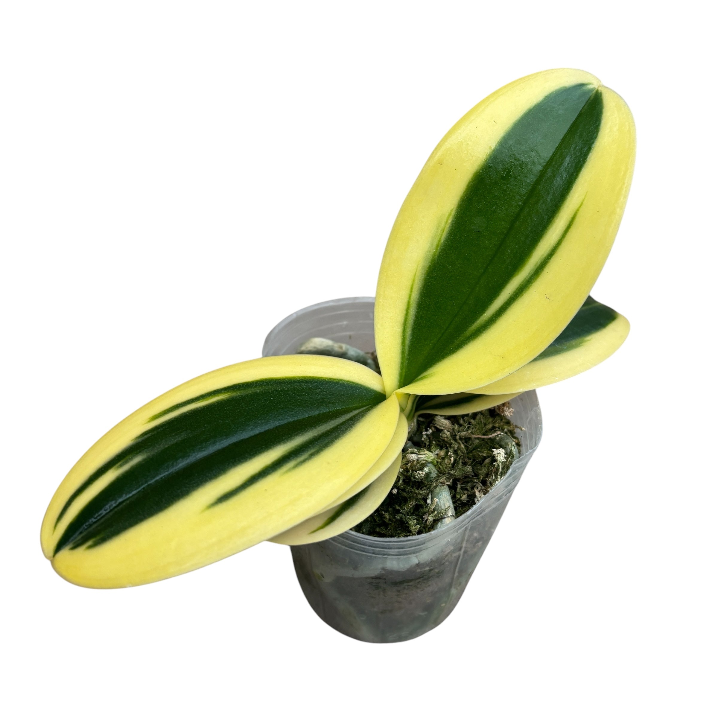 Phalaenopsis Sogo Vivien 'SOGO F858' (variegata e pelorica) - variegatura intensa