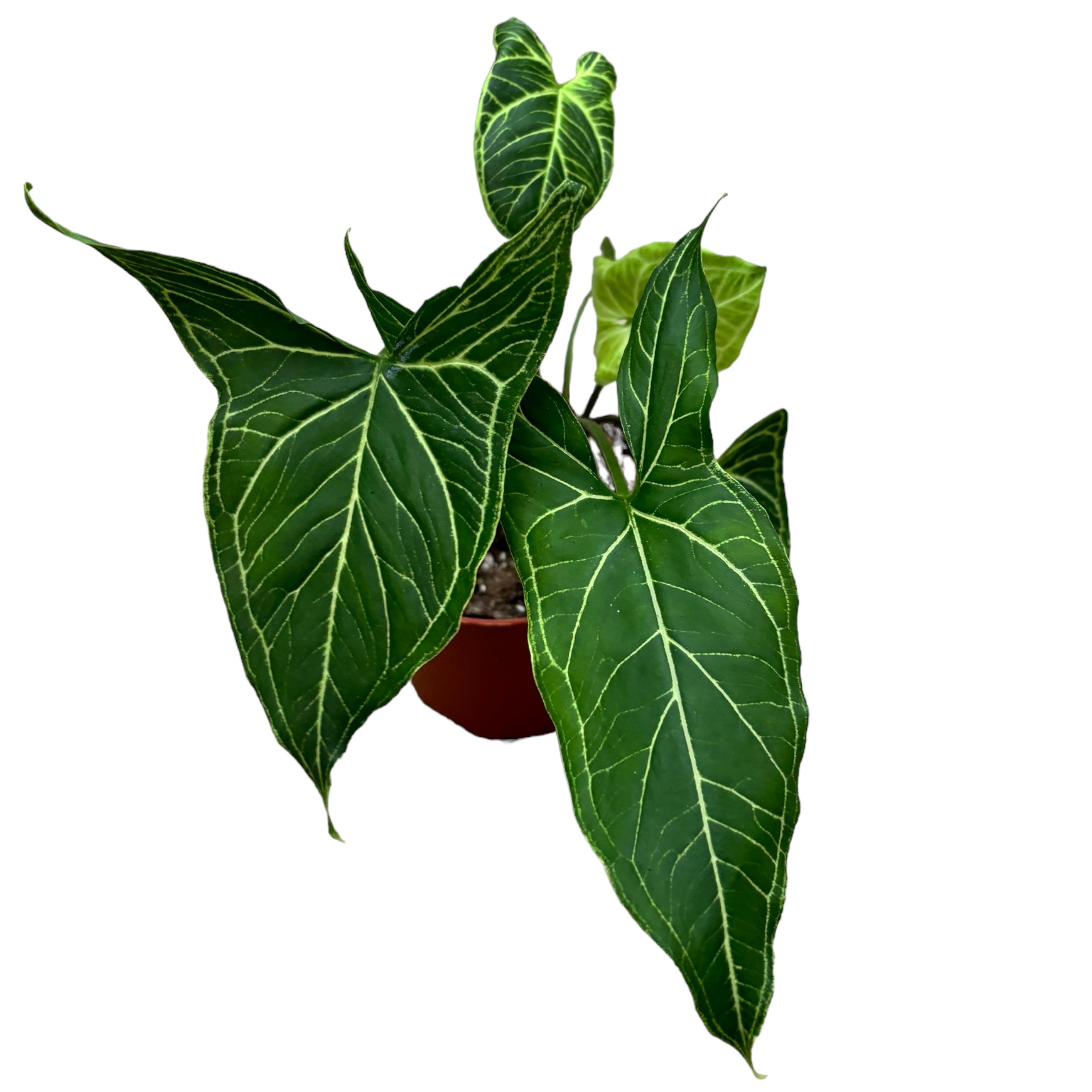 Syngonium podophyllum 'Batik'