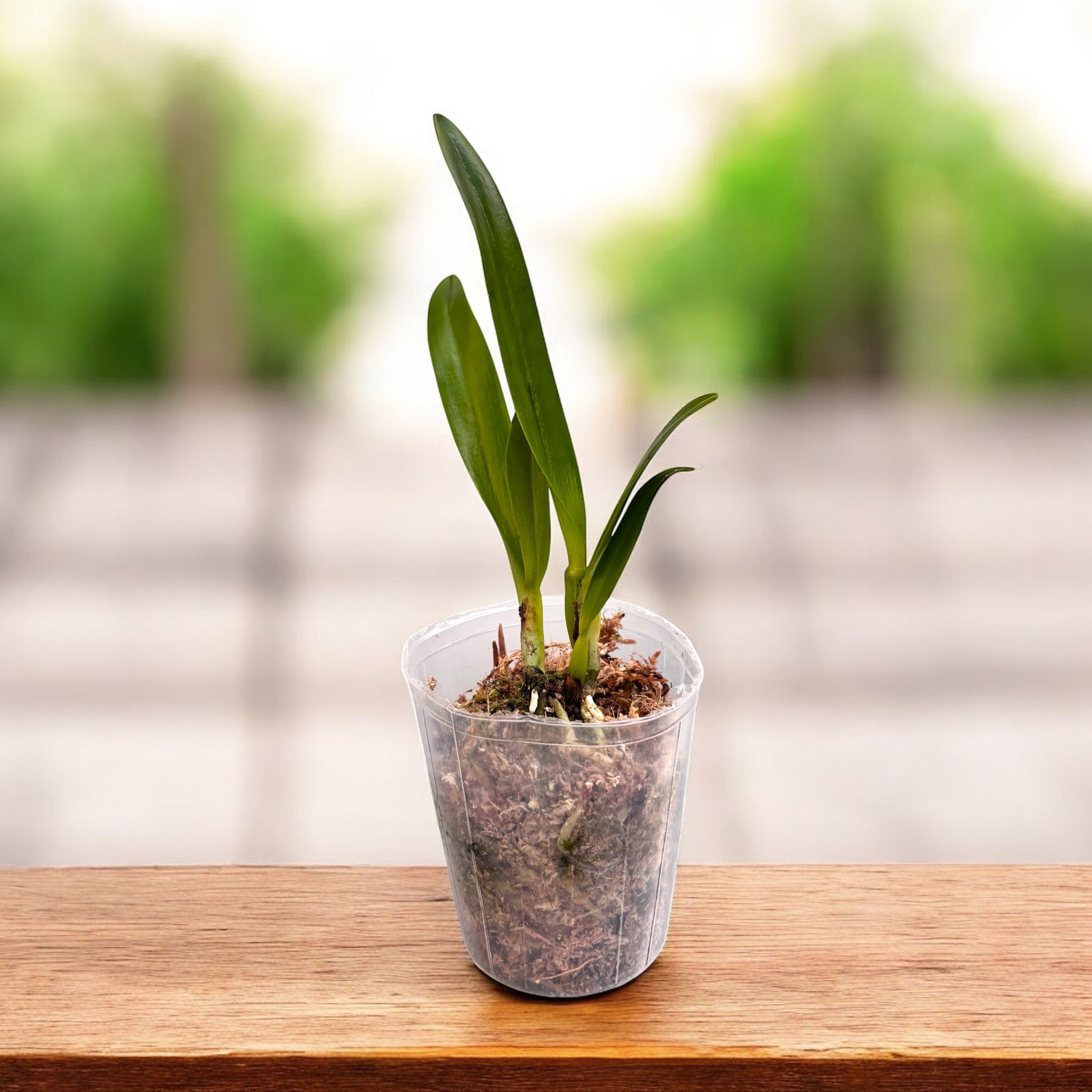 Rchg. Ancep Passion 'Hsinying' AM/AOS - parfumata