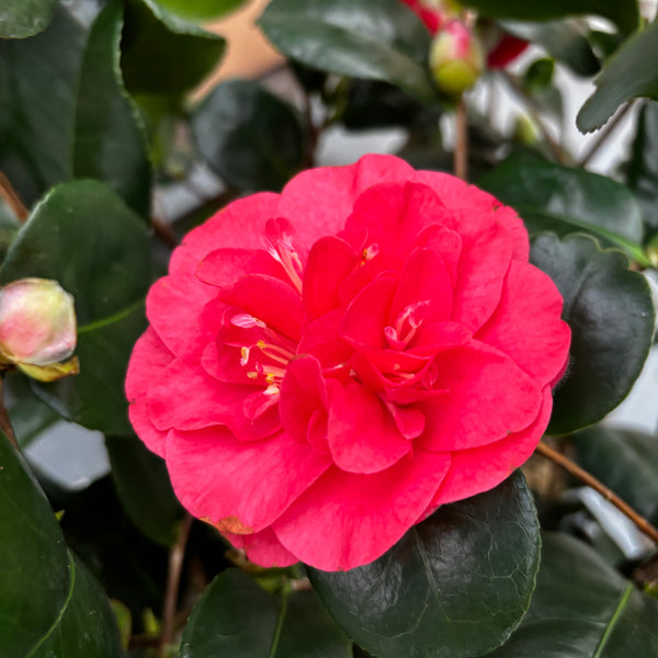 Camellia japonica 'Double Red' - rezistenta la inghet, exemplare tinere