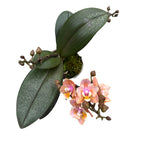 Phalaenopsis Aromio Carola parfumée et pelorique (Papillon)