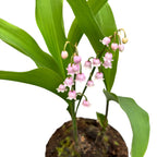 Lacramioare roz - Convallaria majalis var. rosea (Margaritar, Lily of the Valley)