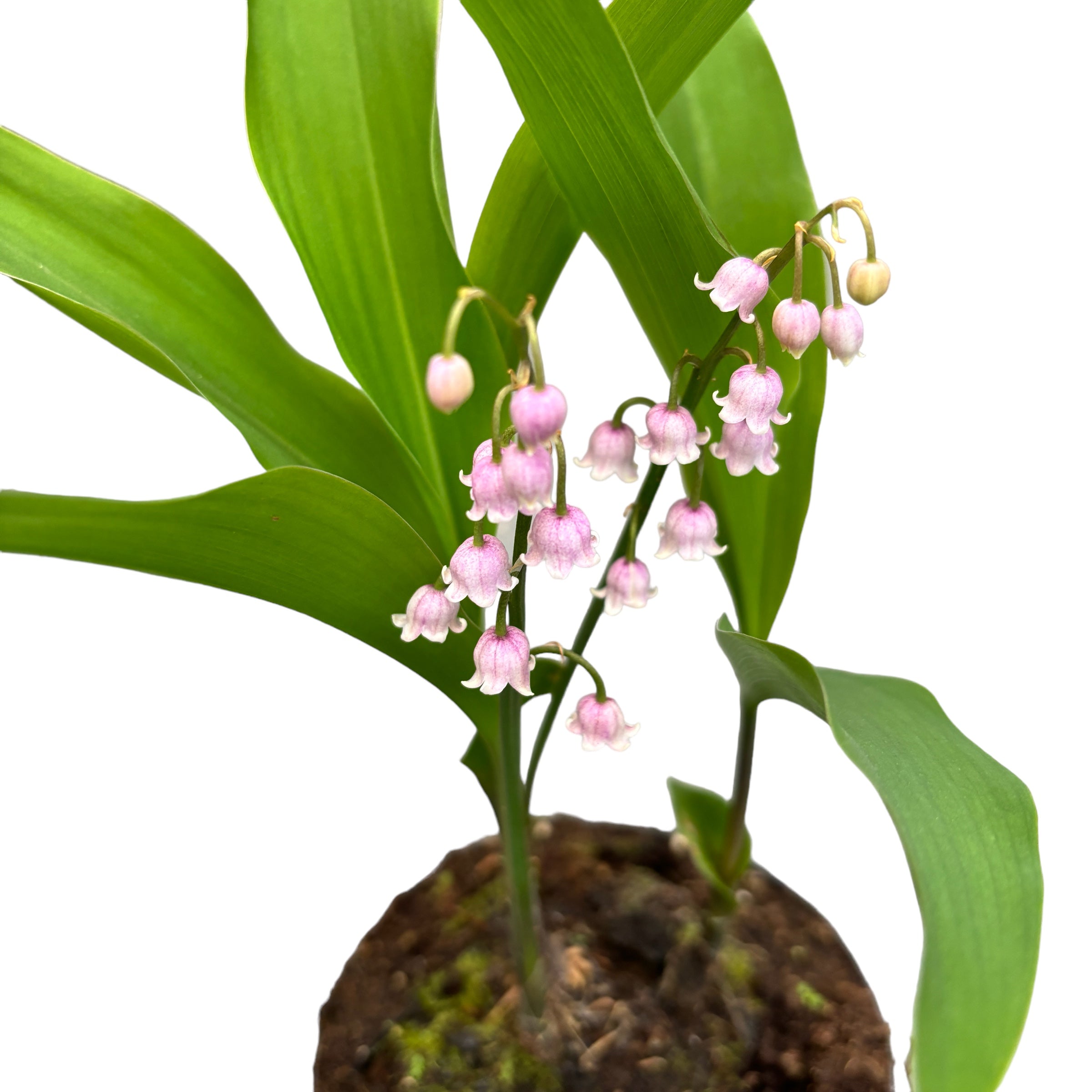 Lacramioare roz - Convallaria majalis var. rosea (Margaritar, Lily of the Valley)