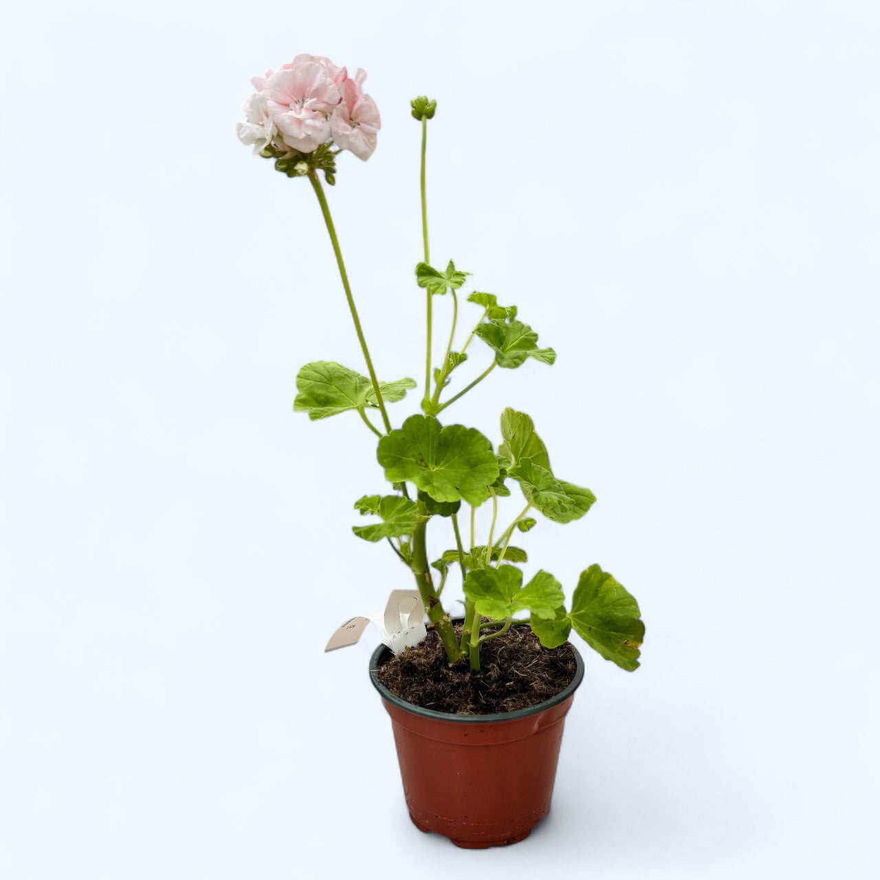 Muscata trandafir - Pelargonium Royal Rosebud ‘Dronning Ingrid’