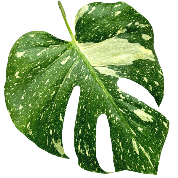 Sternbild Monstera Thai (MTC#19)