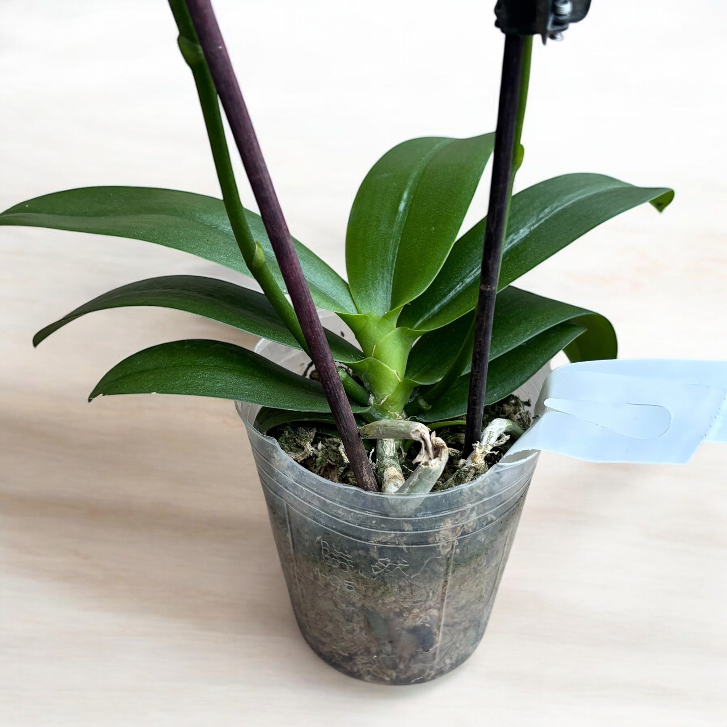 Phalaenopsis Twilight Angel '3554' (peloric)