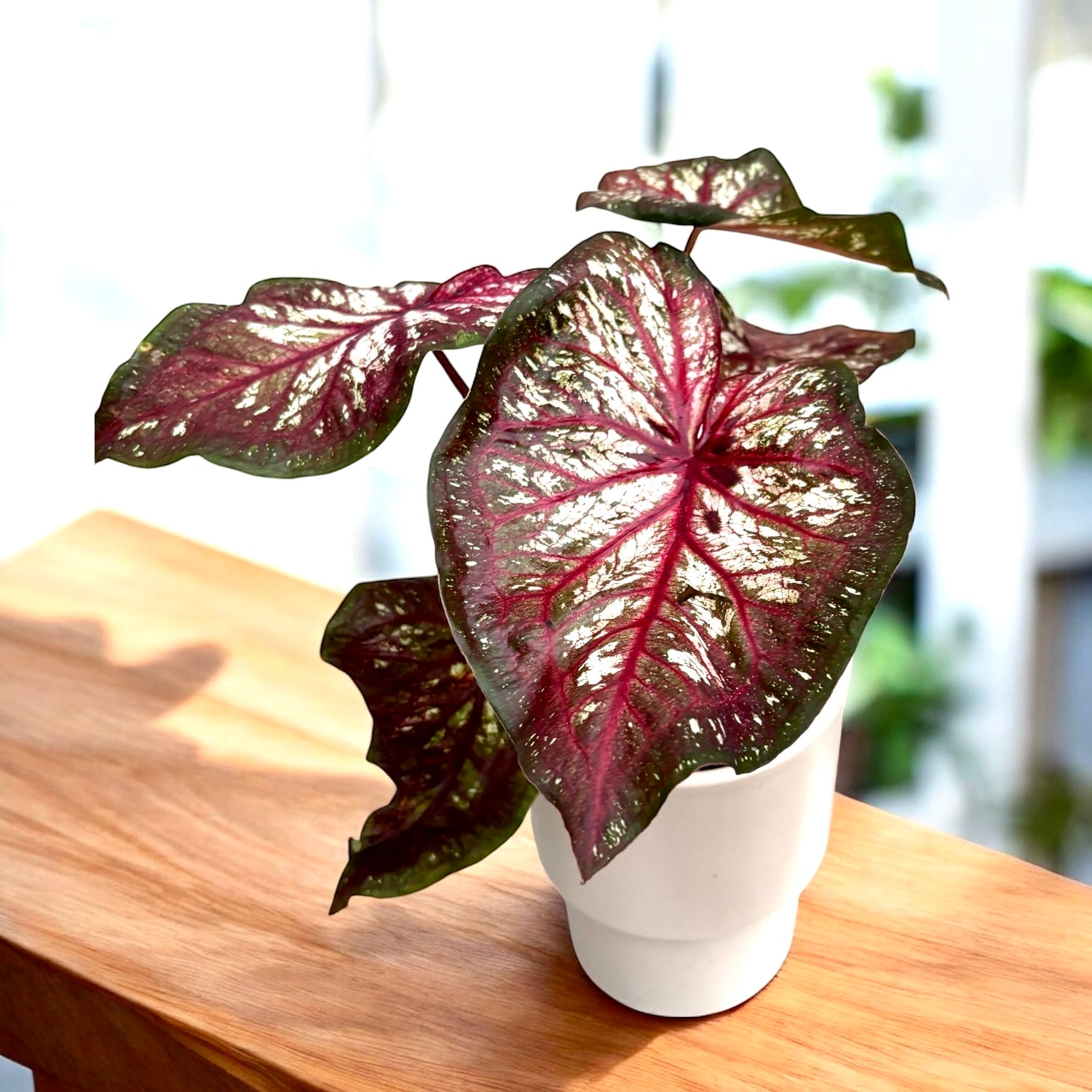 Caladium 'Xplosion' – planta de interior cu frunze colorate artistic