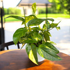 Epipremnum pinnatum ‘Cintho Goldfinger’