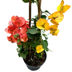 Bougainvillea - flor de papel amarillo y naranja D15 (2 colores/maceta)