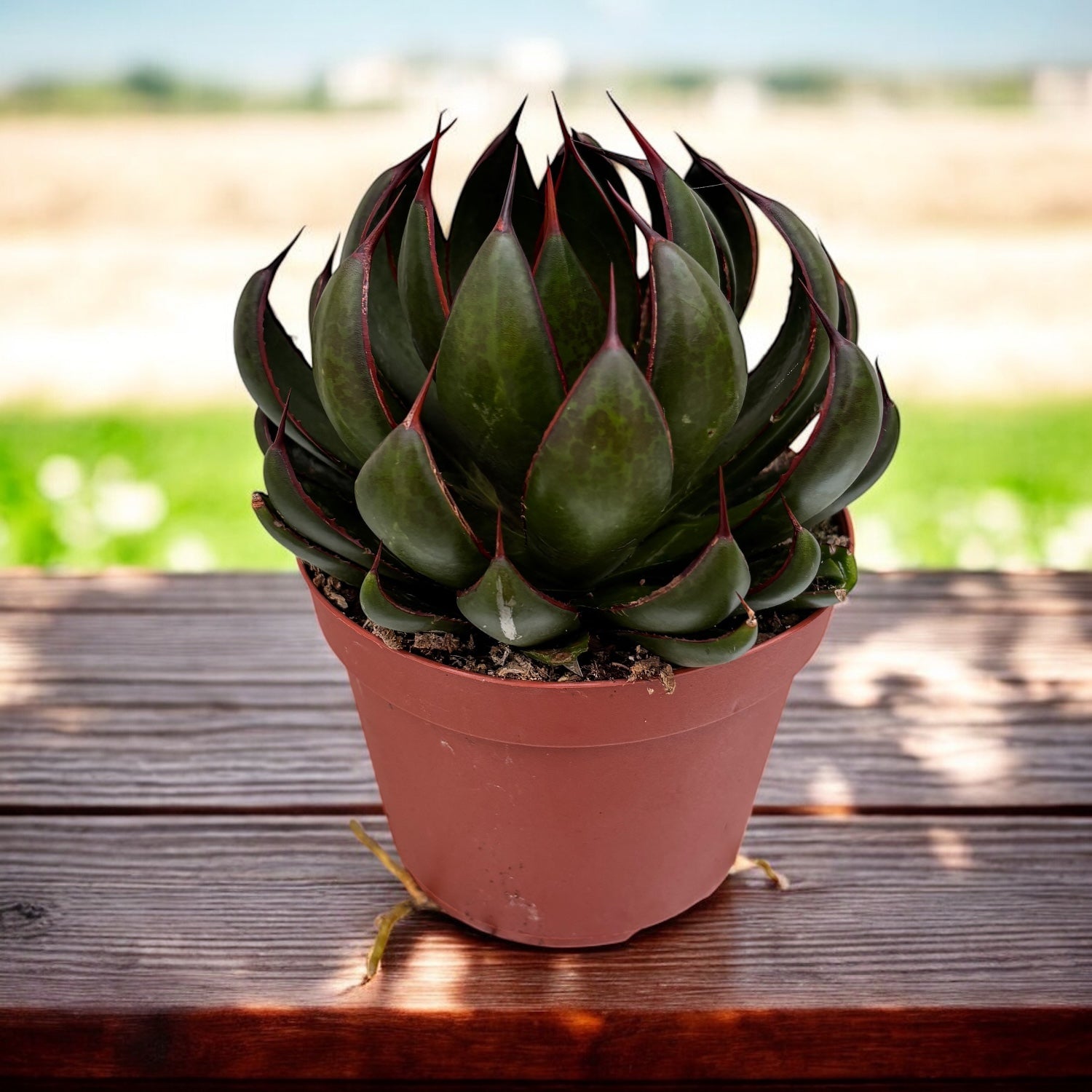 Mangave ‘Praying Hands’ - suculenta rara cu aspect architectural