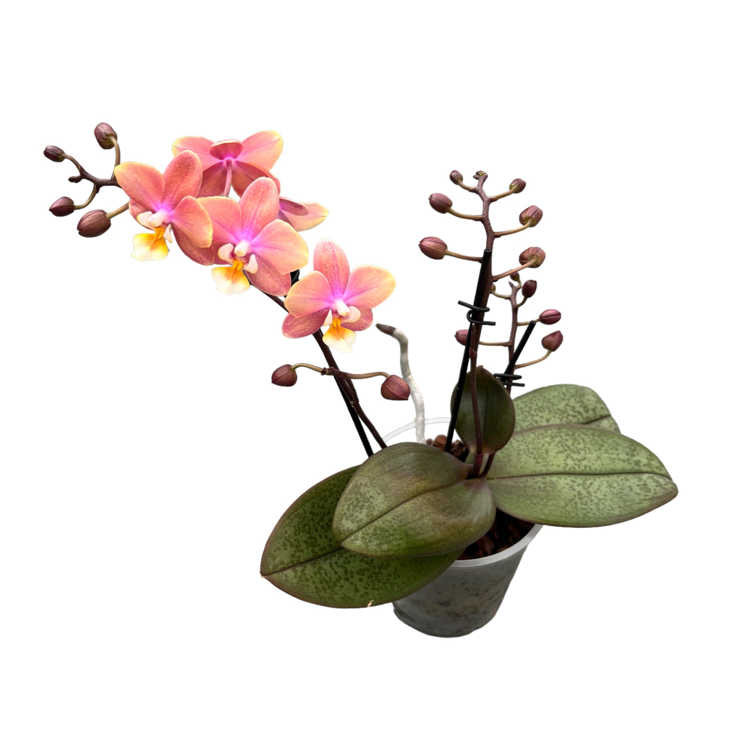 Phalaenopsis Melion - fleurs intensément parfumées (Collection Parfum)