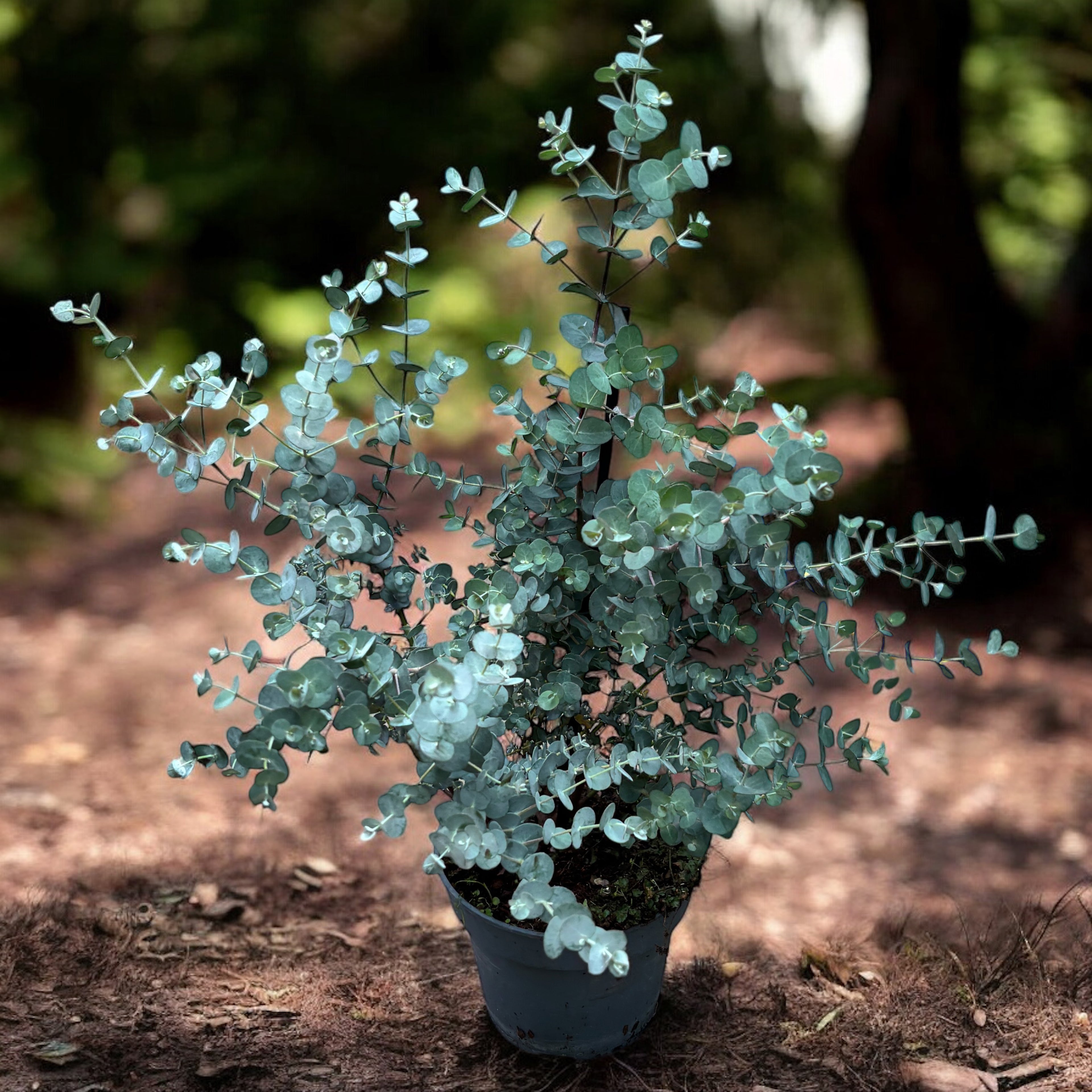 Eucalipt - Eucalyptus gunnii 'Blue Ice'