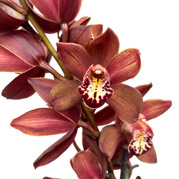 Orhidee Cymbidium Aurora