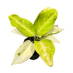 Aglaonema 'Arctic Lime'