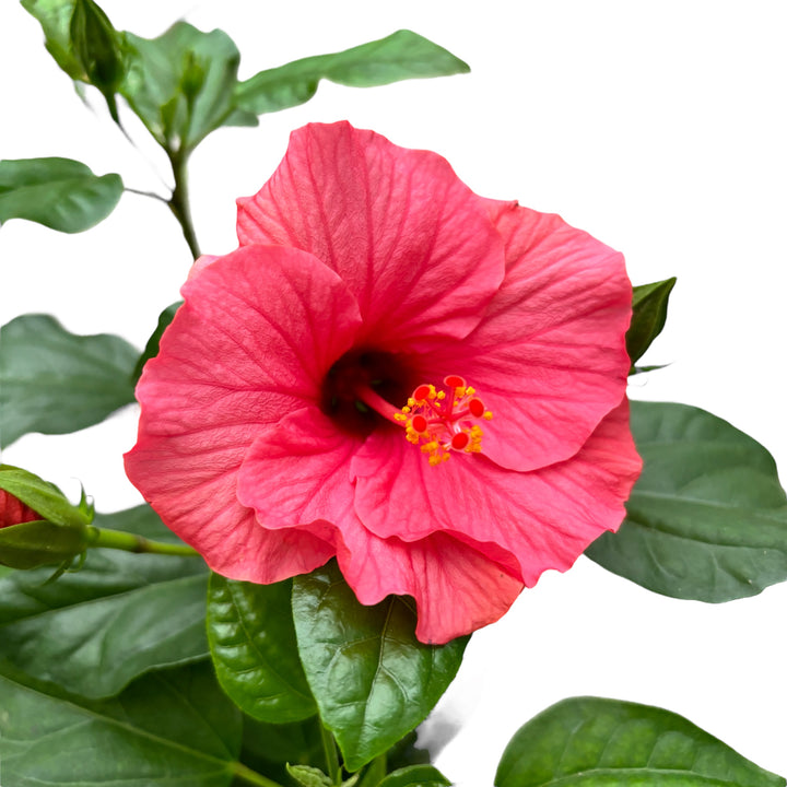 Hibiscus rosa-sinensis Venetie Pink - flori mari roz