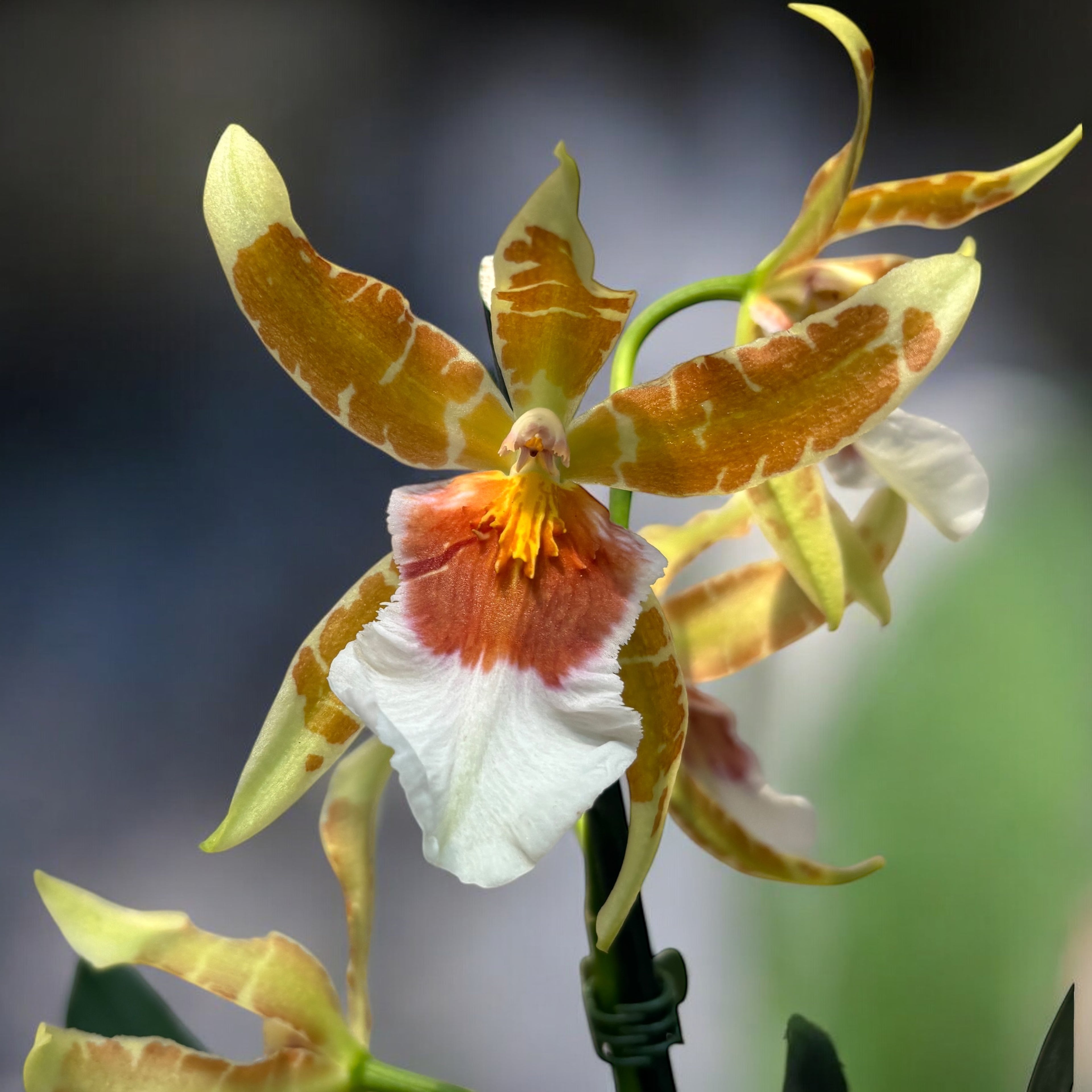 Cambria speciala parfumata