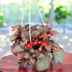 Episcia ‘Joy Sweet Pink’