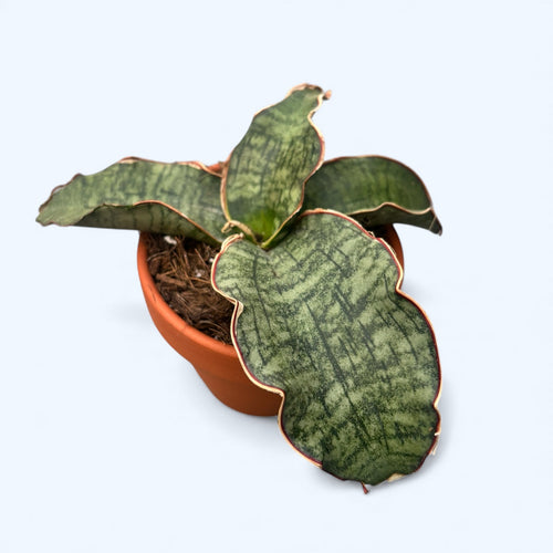 Sansevieria kirkii 'Silver Blue' (star green granite) – Secret Garden Plant  Shop