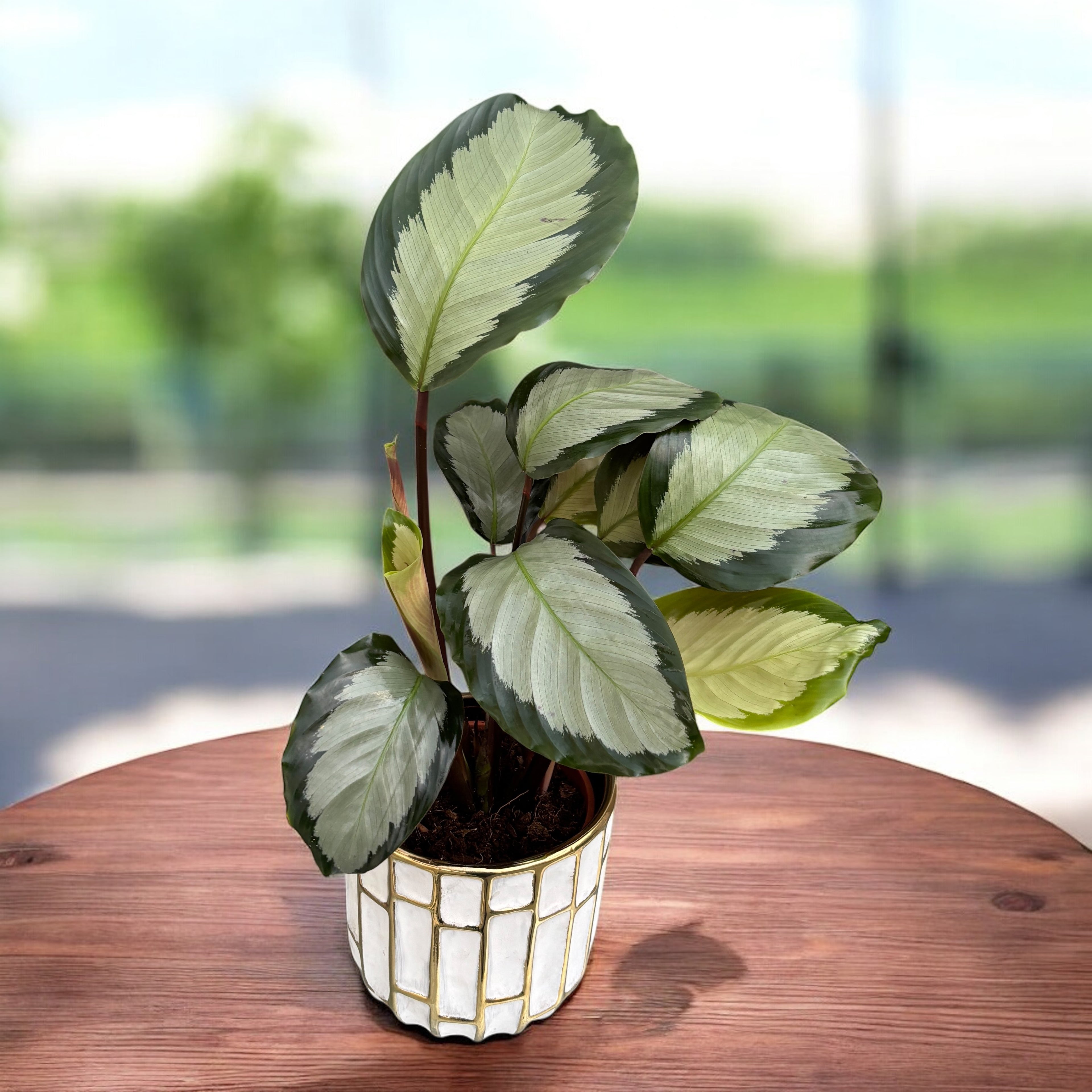 Calathea picturata ‘Argentea’ – planta cu frunze argintii si margini verzi