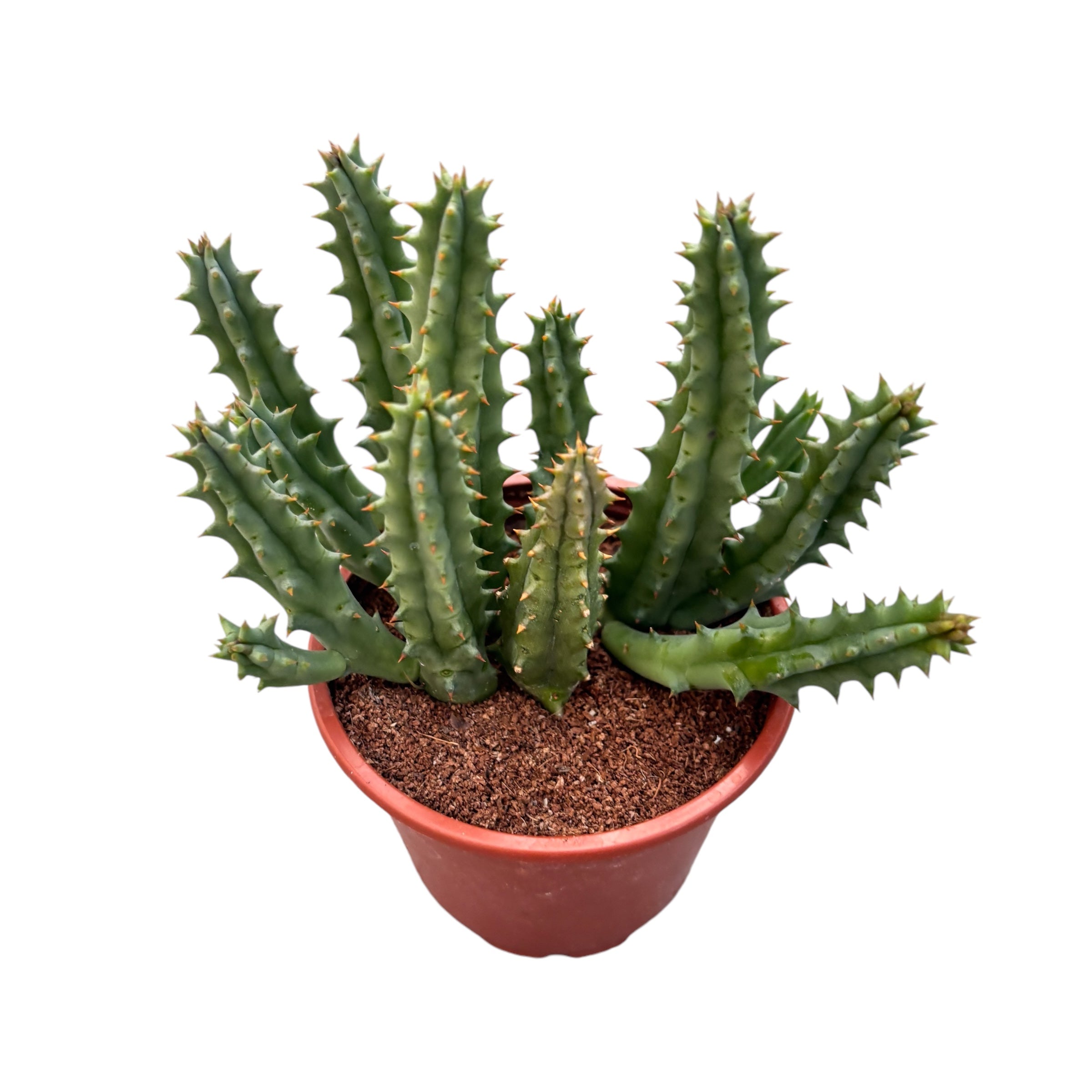 Huernia Blyderiverensis