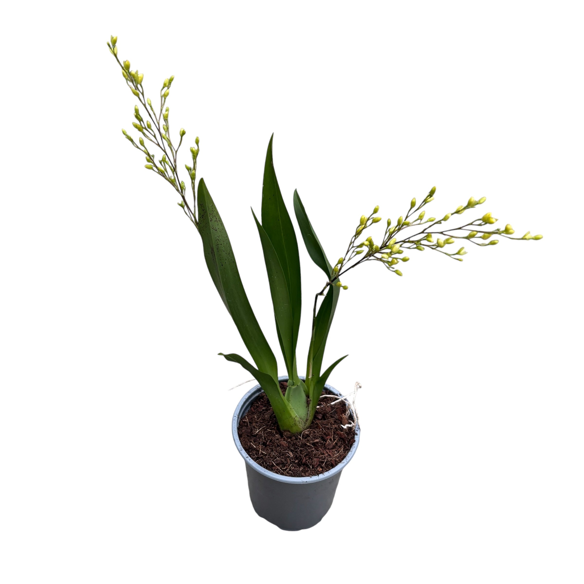 Oncidium Twinkle Pearl (flori intens parfumate)