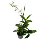 Dendrobium Phalaenopsis Kokosnuss Traum