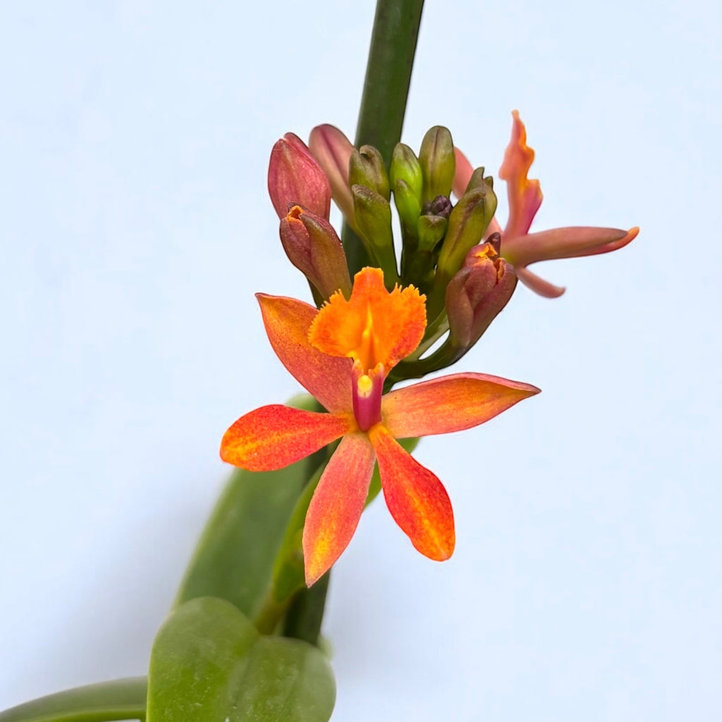 Epidendrum radicans 'Orange' - exemplare bogate