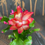 Schlumbergera ‘Red Brazil’ (Cactus de Noël rouge) 2pp