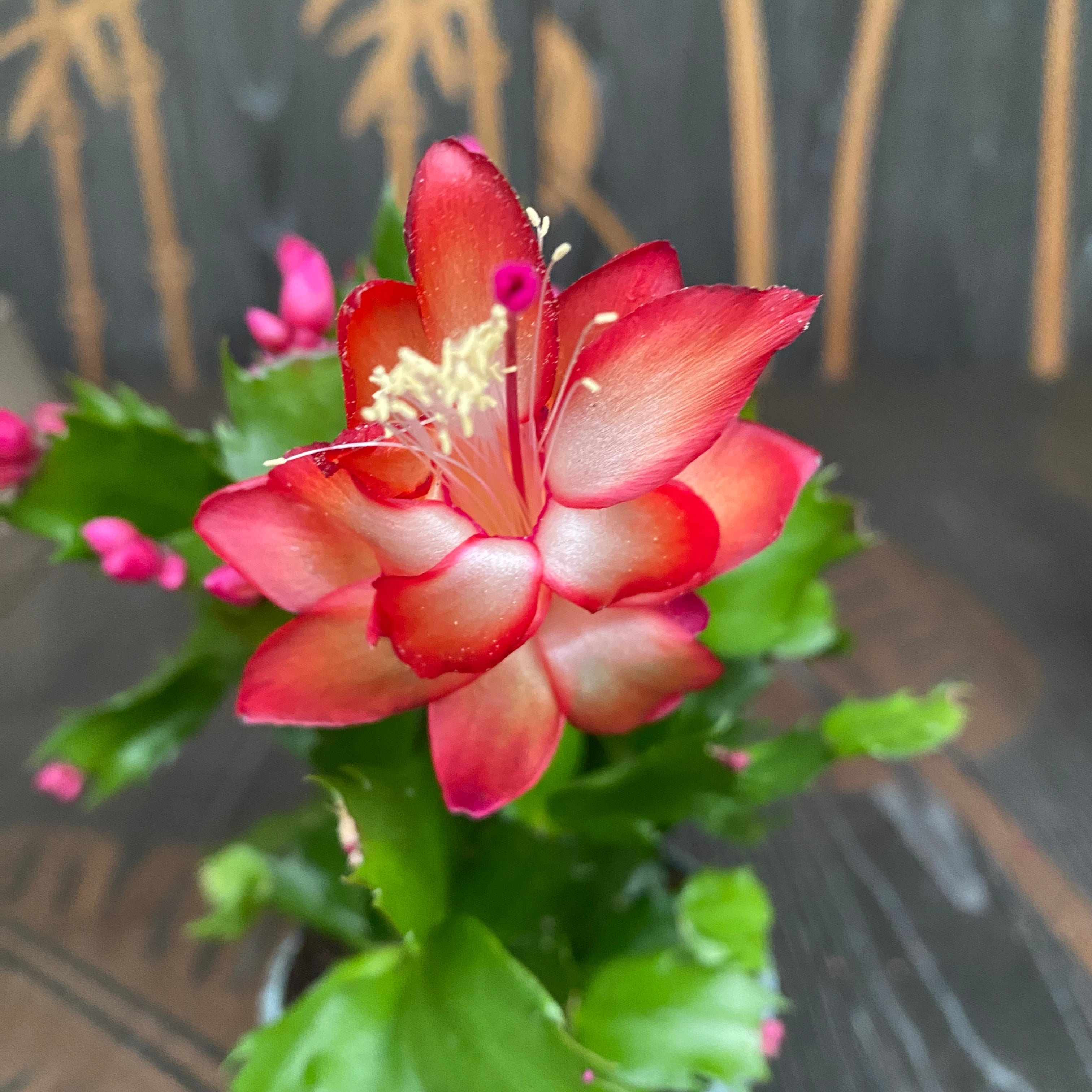 Schlumbergera ‘Red Brazil’ (Craciunita rosie) 2pp