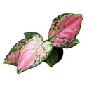 Aglaonema commutatum ‘Red Zircon’ *bebisväxt